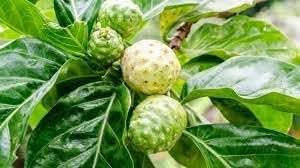 Fresh NONI Fruit Seeds for Gardening - Organic and Easy to Grow