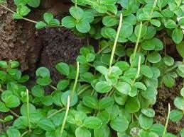 Peperomia Peperomia spp. seeds for indoor planting
