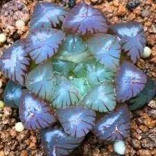Haworthia Plant Seeds for Planting - NON GMO Seeds Dhara Seeds