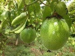 Passion fruit seed collection