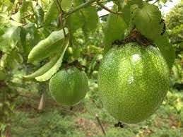 Passion fruit seed collection