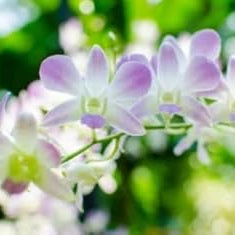 Purple (Purple scientific name) for planting in garden
