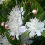Organic Myrtle Flower Seeds for Planting – Heirloom, Non-GMO for planting in your garden.