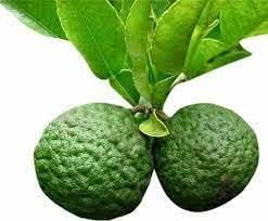 Kaffir lime Citrus hystrix seeds for culinary herb garden