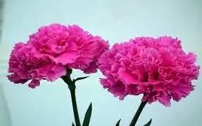 Pink Carnation Flower Seeds for Garden - NON GMO Seeds Dhara Seeds