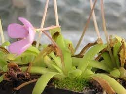 Butterwort Flower Seeds for Planting - 100