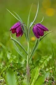 Fritillaria Flower Seeds for Planting - 100 Dhara Seeds