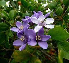 Lignum Flower Seeds for Planting - 100 seeds for planting in home garden