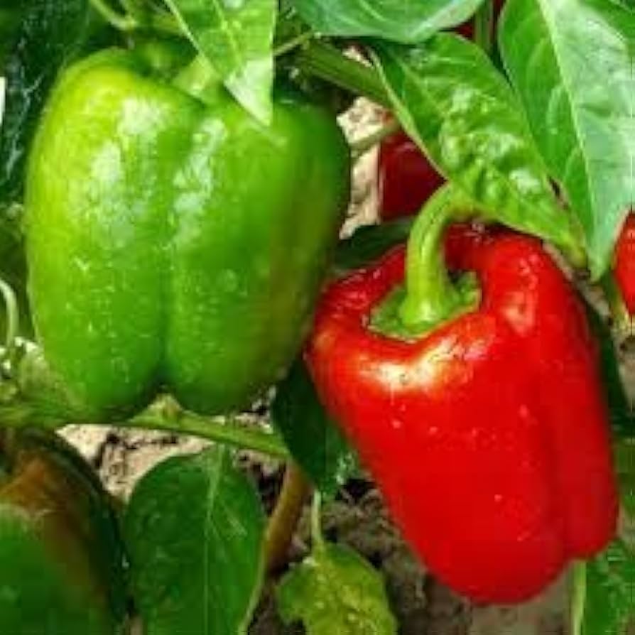 Heirloom Keystone Resistant Giant Pepper Seeds - Large Seeds for Disease-Resistant Pepper Plants