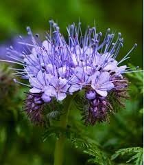 Fiddleneck Flower Seeds for Planting 100 seeds for planting in home garden