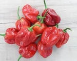 Caribbean Habanero Capsicum chinense seeds for garden planting
