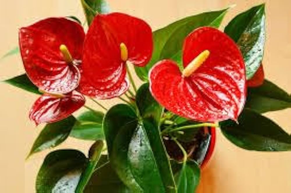 Anthurium Andraeanum Flower Seeds for Planting