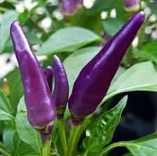 Blue Chili Capsicum annuum for planting in home garden