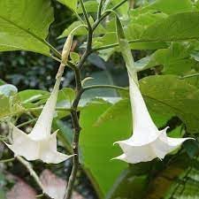 Engelstrompete Flower Seeds for Planting - 100