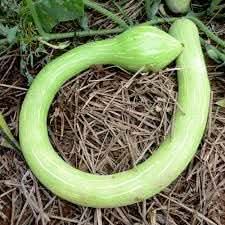 Trombocino Vegetable Seeds for Planting