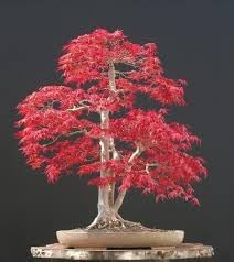 Heirloom Maple Flower Seeds for Planting, Non-GMO for planting in your garden.