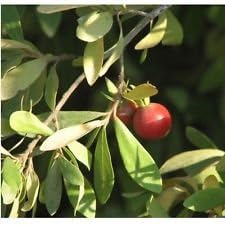 Green Diospyros Lycioides Tree Heirloom Non Gmo Image