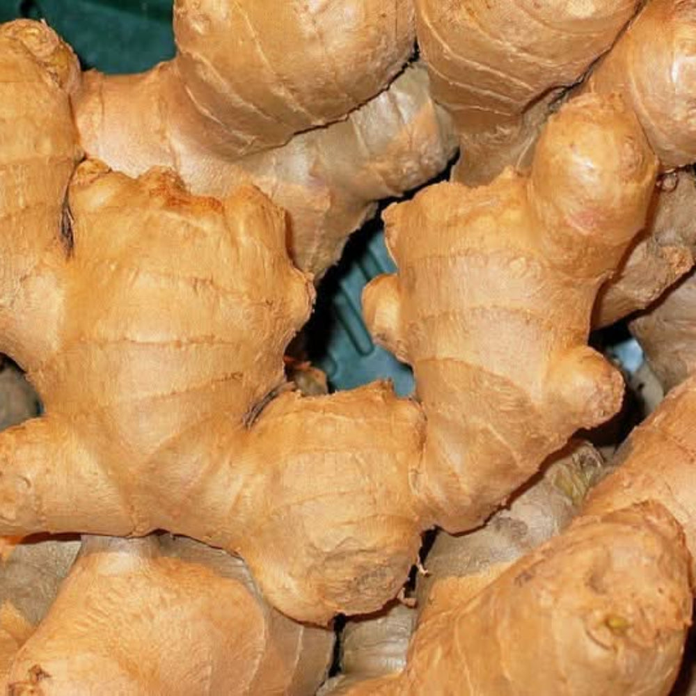 Ginger Vegetable Seeds for Planting