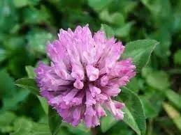 Clover Flower Seeds for Garden - NON GMO Seeds Dhara Seeds