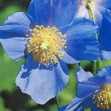 Meconopsis Flower Seeds for Planting, 100 seeds for planting in home garden