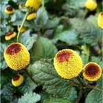 Organic Acmella Flower Seeds for Planting – Heirloom, Non-GMO for planting in your garden.