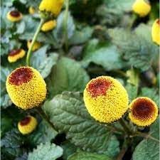 Organic Acmella Flower Seeds for Planting – Heirloom, Non-GMO for planting in your garden.