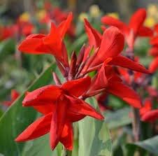 Heirloom Non-GMO Canna Flower Seeds for Garden Planting – Vibrant Tropical Blooms