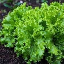 Lactuca Vegetable Seeds for Planting