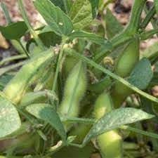 Soybean Seeds for Planting