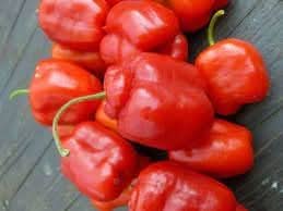 Rocoto Vegetable Seeds for Planting heirloom & Non-GMO Seeds