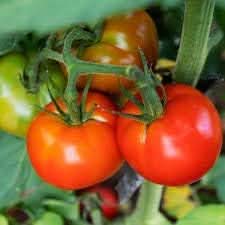 Light Red Tomato Seeds for Planting - heirloom & Non GMO Seeds