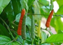 Longum Pepper Seeds for Planting heirloom & Non-GMO Seeds