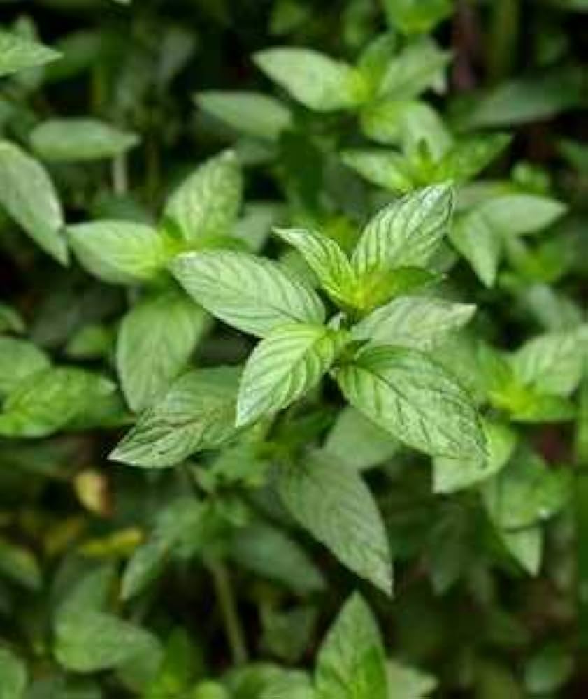 Wild Mint Seeds for Planting Mentha Arvensis herb garden shaded corner