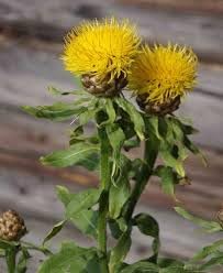 Centaurea Moschata Flower Seeds – Heirloom Non-GMO Seeds for Fragrant and Cottage Garden Planting
