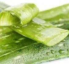 Light Green Aloe Vera Plant Seeds for Planting for planting in home garden