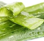 Light Green Aloe Vera Plant Seeds for Planting for planting in home garden