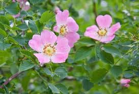 Rosa Canina Flower Seeds for Planting  -Hierloom Flower Seeds