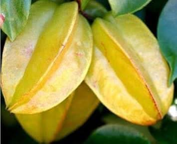 Yellow Carambola Fruit Seeds , Tropical Starfruit Trees for Your Yard