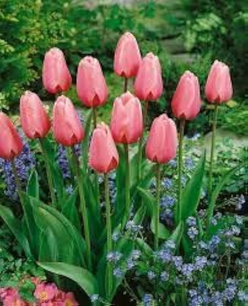 Tulip flower seeds for garden planting and indoor air purification