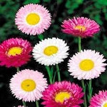 Paper Flower Seeds for Planting – Fresh, Organic, Heirloom, Non-GMO Bougainvillea Seeds for planting in your garden.