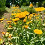 Resina Calendula Flower Seeds, Heirloom, Non-GMO Seeds for Planting - Calendula for planting in home garden