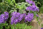 Duranta Erecta Flower Seeds – Heirloom Non-GMO Seeds for Ornamental and Hedge Garden Planting - Erecta for planting in home garden