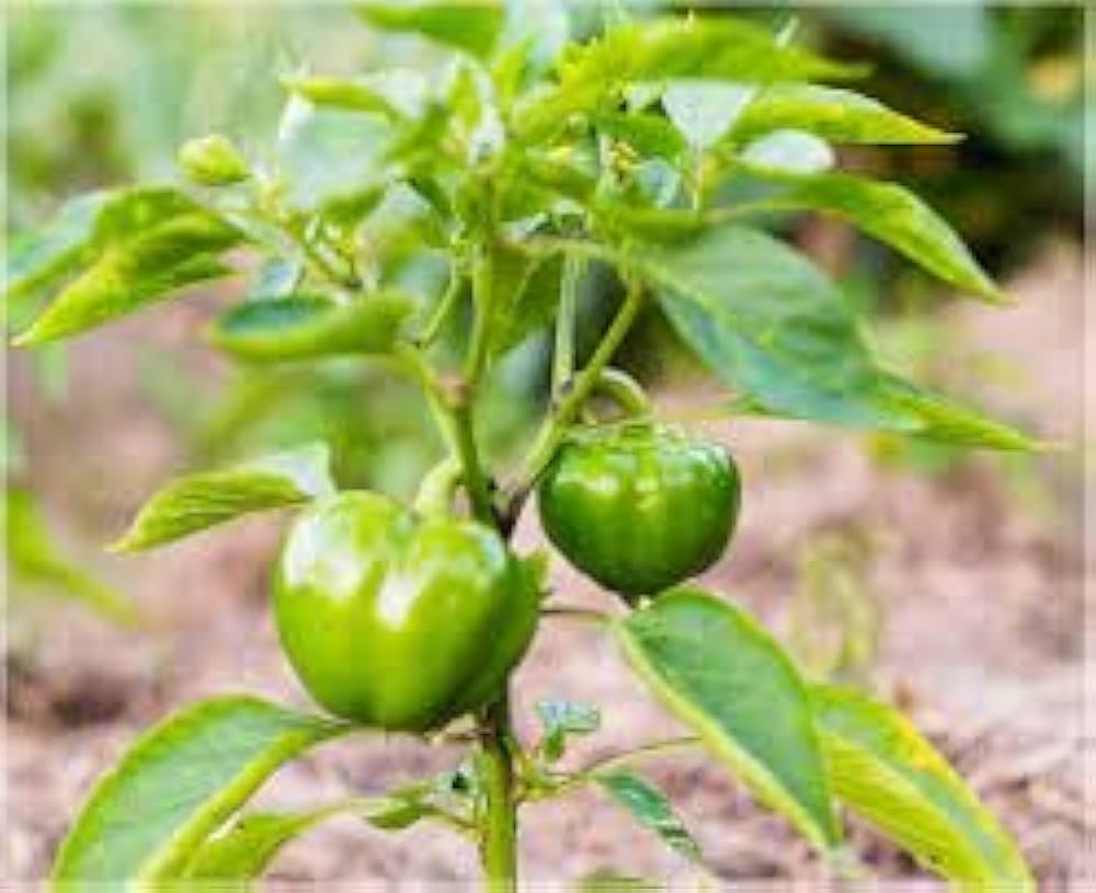 Sweet Bell Pepper Capsicum annuum Mix Seeds for Planting for Urban Gardens and Raised Beds