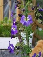 Blue Hanging Nasturtium Flower Seeds for Planting - Heirloom seeds for Home Garden, GMO Free Dhara Seeds