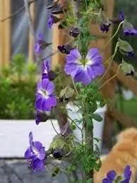 Blue Hanging Nasturtium Flower Seeds for Planting - Heirloom seeds for Home Garden, GMO Free Dhara Seeds