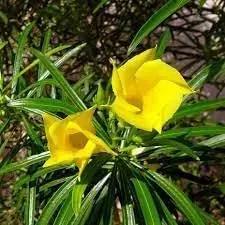 Thevetia Neriifolia Seeds for Planting - 100 Dhara Seeds