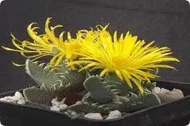 Echter Tigerrachen Flower Seeds for Planting - NON GMO Seeds Dhara Seeds