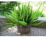 Beautifull Asparagus Meyeri Foxtail Fern Plant Seeds for Planting heirloom & Non-GMO Seeds Dhara Seeds