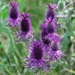 Purple Eryngo Flower Seeds for Planting 100 seeds for planting in home garden