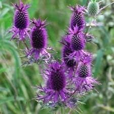 Purple Eryngo Flower Seeds for Planting 100 seeds for planting in home garden